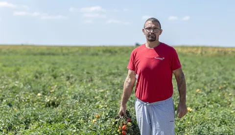 Dragan Zvonar postigaorekordan prinos rajčiceprilog vpžkolovoz 2025.