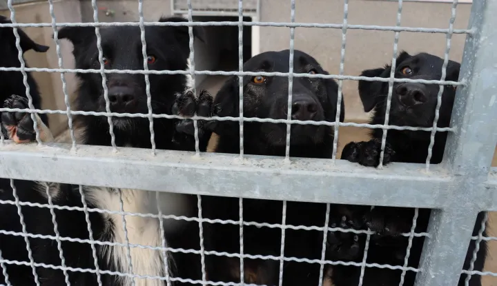 SLAVONSKI BROD - PAS, PSI, SKLONIŠTE