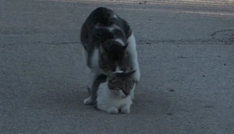 O mačkama i ljudima, film