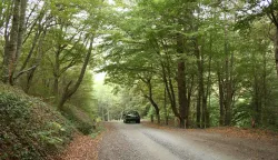 Velika,190912Snimak iz sume u Parku prirode Papuk.