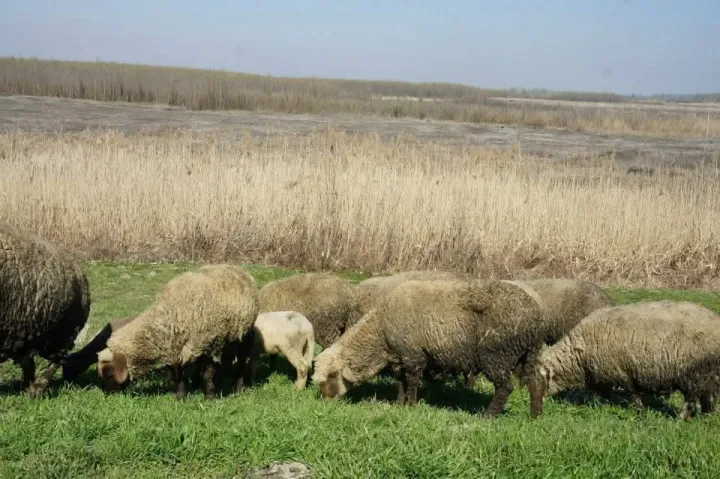 Najveći su problemi uzgajivača ovaca profitabilnost, cijena bi trebala biti bar 6 eura po kilogramu, nakupci nude 4