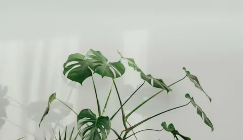 Philodendron FILODENDRON