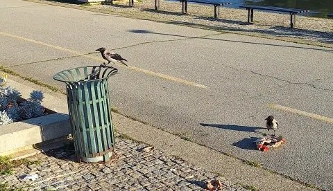Vrane razbacuju smeće po promenadiOsijek, 3. rujna 2025.Snimio: Ivan Alilović