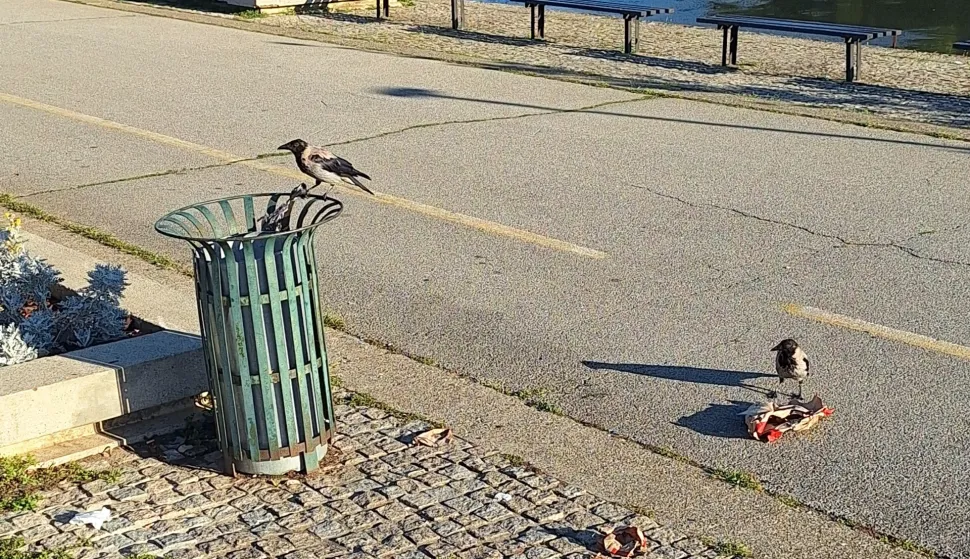 Vrane razbacuju smeće po promenadiOsijek, 3. rujna 2025.Snimio: Ivan Alilović