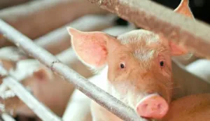 12.05.2015., Zagreb - Poljoprivredna farma u gradskoj cetvrti Jakusevac. Photo: Borna Filic/PIXSELL------2 color slbar