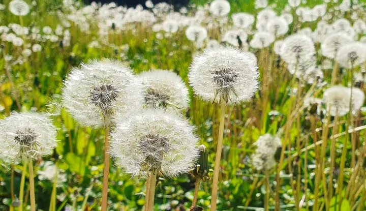 slobodnjak, maslacak, polje maslacaka, vrijeme, sunce, proljece, cvijeceosijek, svibanj 2022.mario mihaljevic