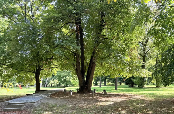 Osijek, 04. 09. 2025., Perivoj kralja Tomislava, lipa, stablo, Hrvatsko Kraljevstvo, zasađeno u spomen 1000-godišnjice Hrvatskog KraljevstvaSNIMIO BRUNO JOBST