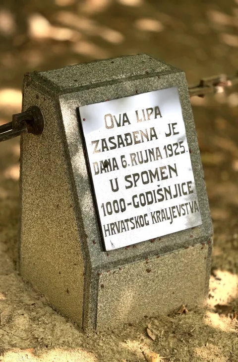 Osijek, 04. 09. 2025., Perivoj kralja Tomislava, lipa, stablo, Hrvatsko Kraljevstvo, zasađeno u spomen 1000-godi&scaron;njice Hrvatskog KraljevstvaSNIMIO BRUNO JOBST