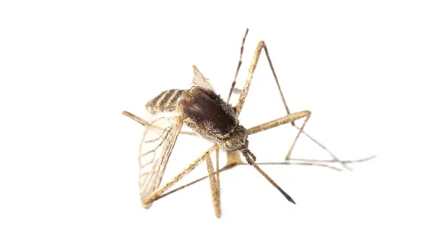 Kako spriječiti ulaz komarcima, ali i njihov povratak