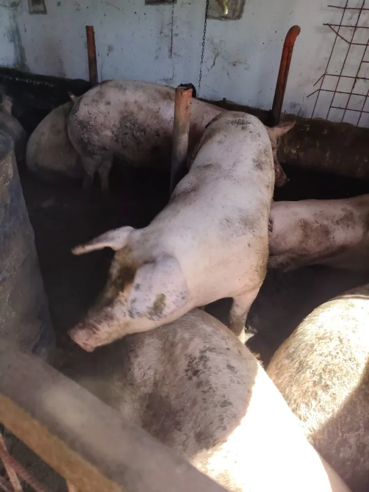 Svinje su u zatvorenomustupljeno