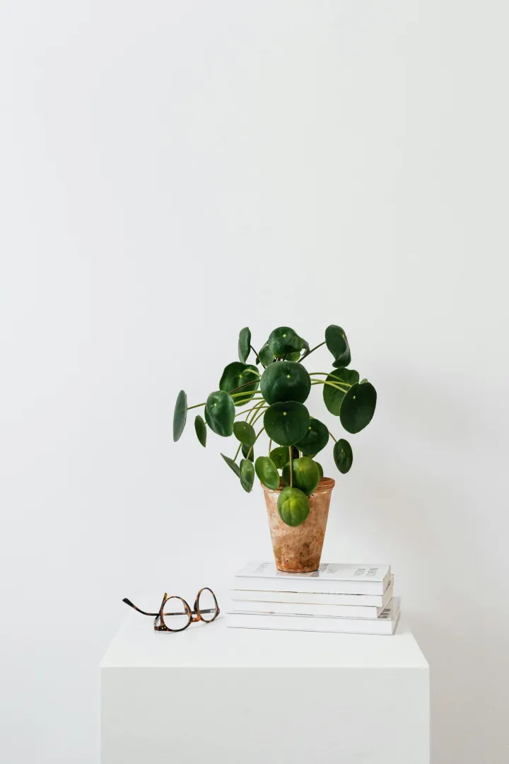 Pilea peperomioides