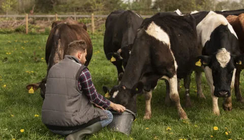 Proizvođači mlijeka na mukama: Kukuruz je loš, krave se hrane - šećerom