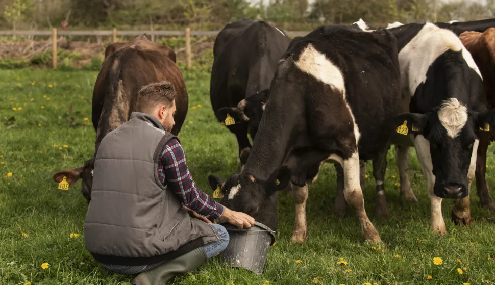 Proizvođači mlijeka na mukama: Kukuruz je loš, krave se hrane - šećerom