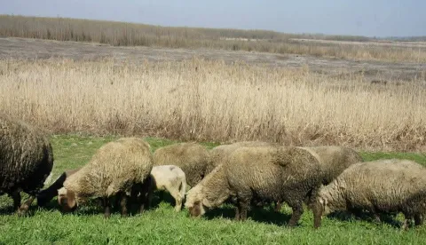 Ovce u Baranji