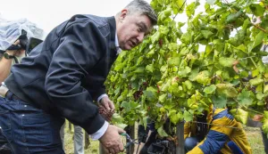 Jastrebarsko, 10.09.2025 - Predsjednik Zoran Milanović sudjelovao j u berbi grožđa organiziranoj za šefove diplomatskih misija i međunarodnih organizacija u Hrvatskoj - "Diplomatskoj berbi". Na fotografiji Ella Selak Bagarić, Danijela Stimac Grbić, Krunoslav Capak,Dragan Josipović, Marijan Pavlić. foto HINA/ Daniel KASAP/ dk