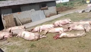 Eutanazirane svinje u Jagodnjaku