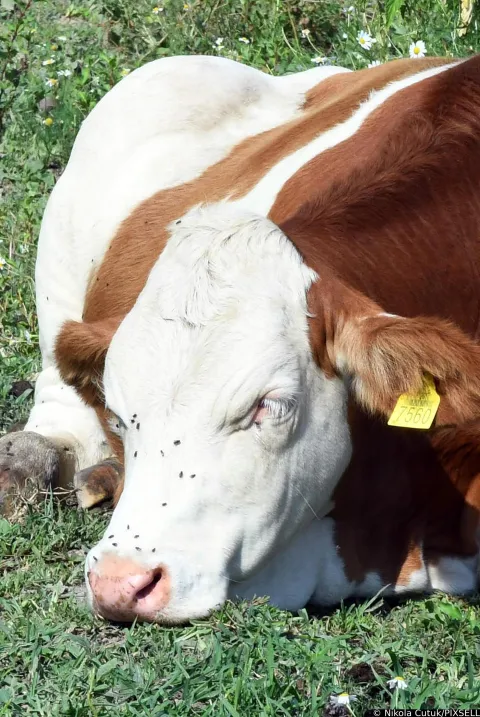 16.07.2022., Osekovo - Prema nesluzbenim podacima do sada je od bedrenice uginulo vise od stotinu krava koje se nakon izbijanja bolesti nalaze na slobodnoj ispasi na pasnjacima Lonjskog polja. Photo: Nikola Cutuk/PIXSELL