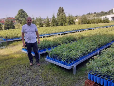 U planu otkup gotovo 93 tisuće kilograma žira hrasta lužnjaka
