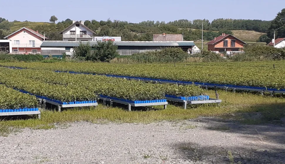 U planu otkup gotovo 93 tisuće kilograma žira hrasta lužnjaka