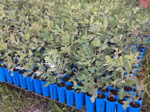 U planu otkup gotovo 93 tisuće kilograma žira hrasta lužnjaka