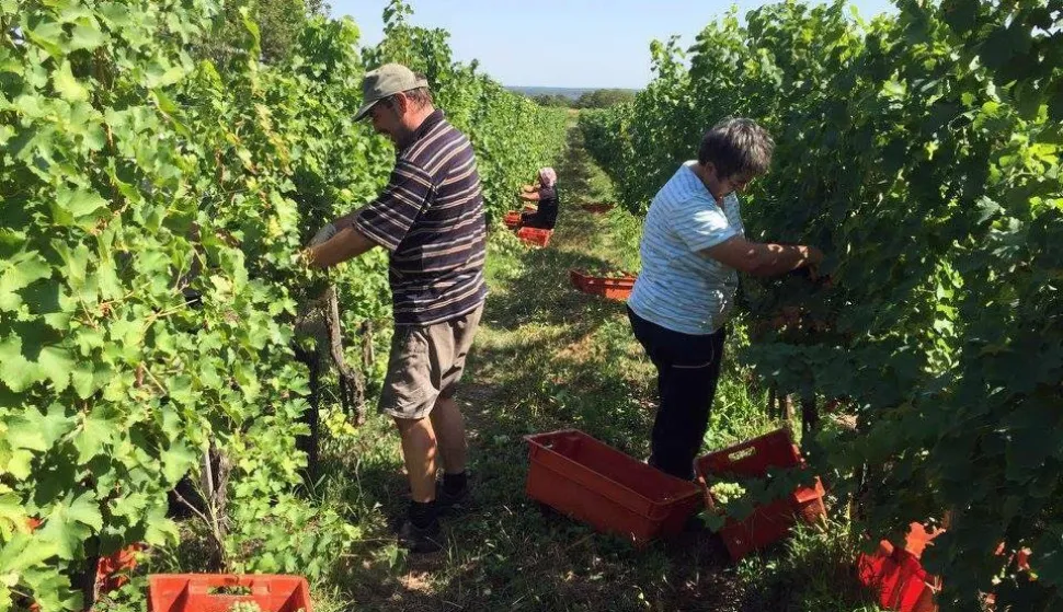 vinograd, berba grožđa