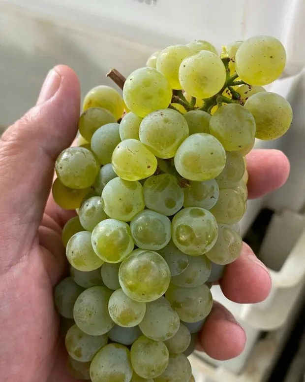 Berba grožđa vinarija Brzica 2022