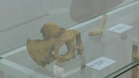 "Krapinski pračovjek" - gostujuća izložba krapinskog muzeja, Gradski muzej Vinkovci 2025