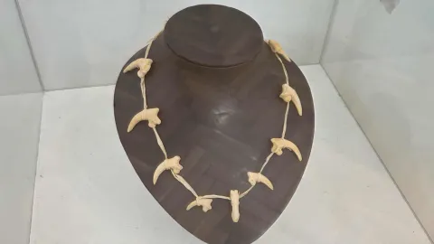 "Krapinski pračovjek" - gostujuća izložba krapinskog muzeja, Gradski muzej Vinkovci 2025