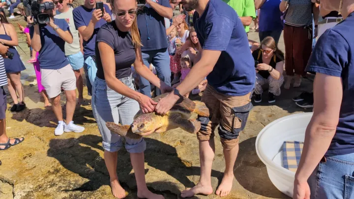 Oporavljene glavate želve vraćene u more