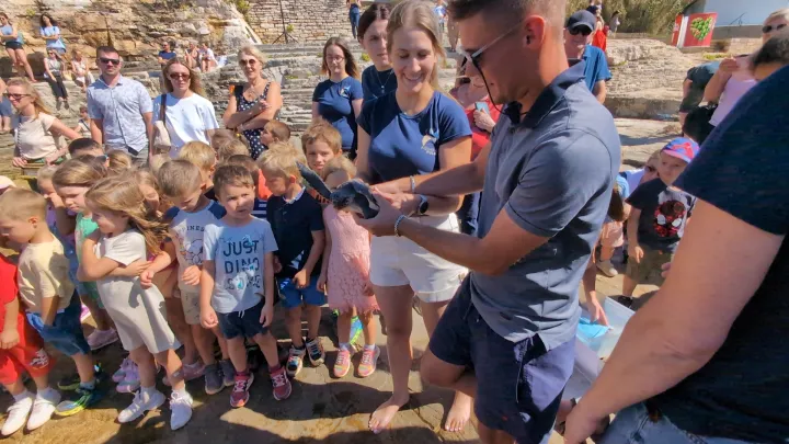 Oporavljene glavate želve vraćene u more