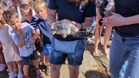 Oporavljene glavate želve vraćene u more