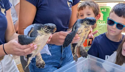 Oporavljene glavate želve vraćene u more
