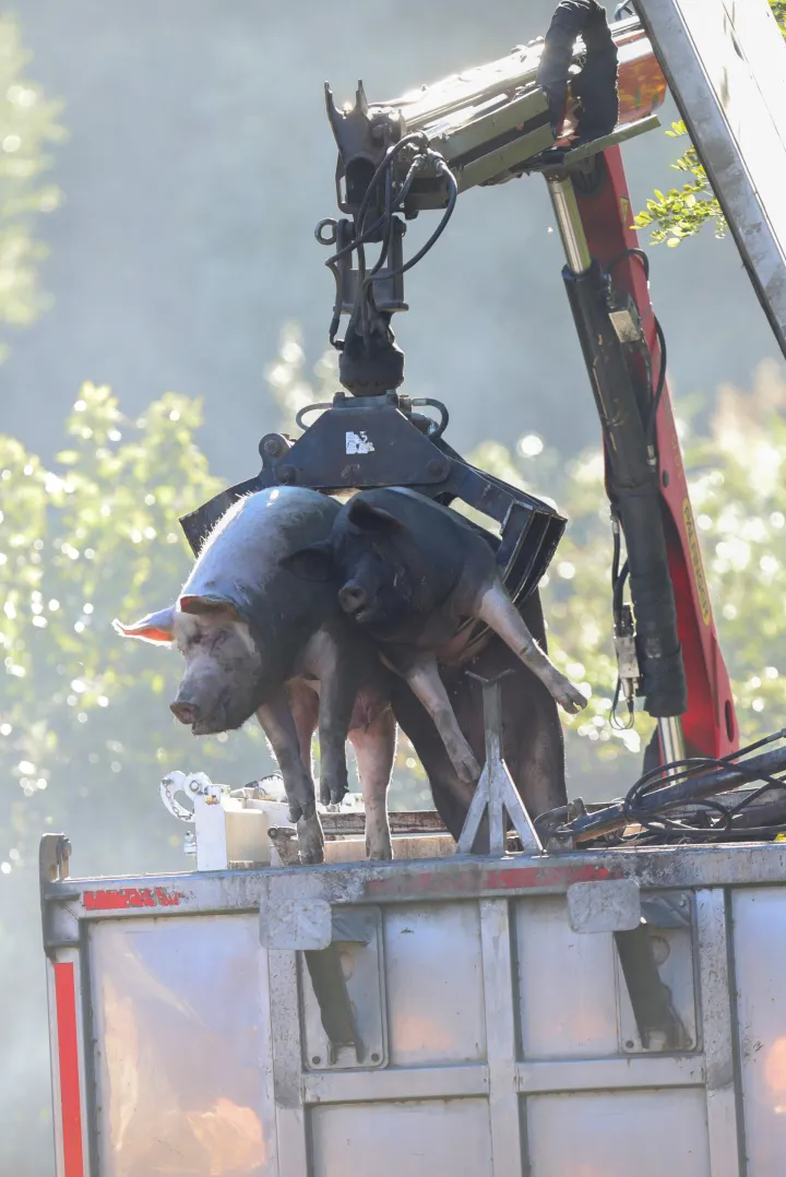 19.09.2025., Vardarac - Odvoz svinja zbog afričke kuge. Brojne eutanazirena svinje su odvedene, a prostor gdje su se nalazile je dezinficiran Photo: David Jerkovic/PIXSELL