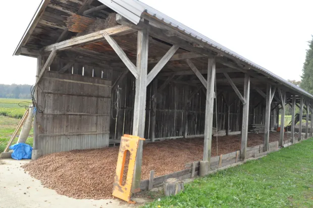 Sakupljeni žirfoto: Hrvatske šume