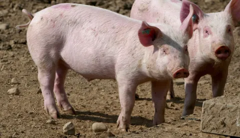 svinjska afrička kuga