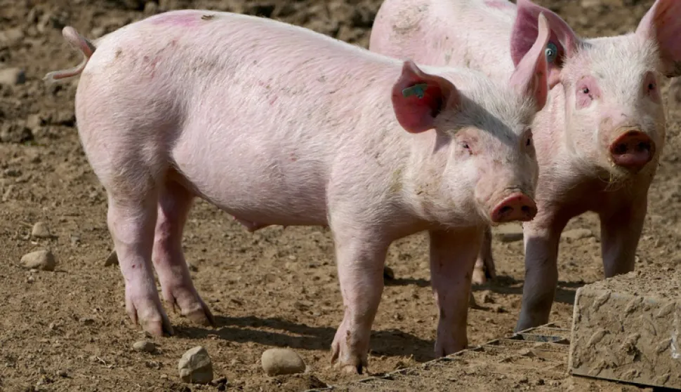 svinjska afrička kuga