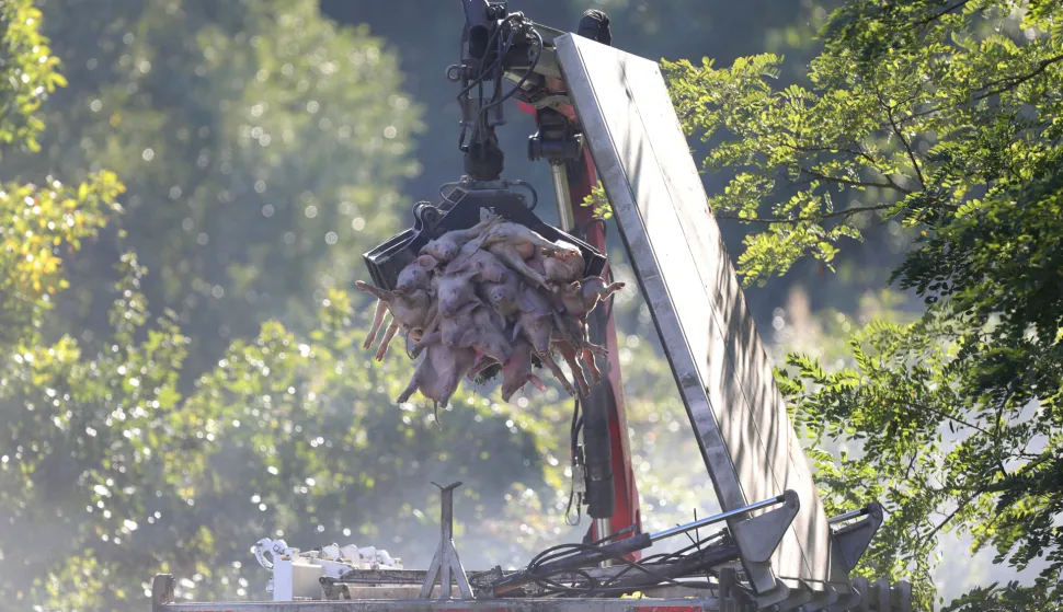 19.09.2025., Vardarac - Odvoz svinja zbog afričke kuge. Brojne eutanazirena svinje su odvedene, a prostor gdje su se nalazile je dezinficiran Photo: David Jerkovic/PIXSELL