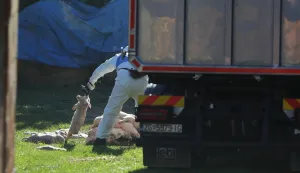 19.09.2025., Vardarac - Odvoz svinja zbog afričke kuge. Brojne eutanazirena svinje su odvedene, a prostor gdje su se nalazile je dezinficiran Photo: David Jerkovic/PIXSELL