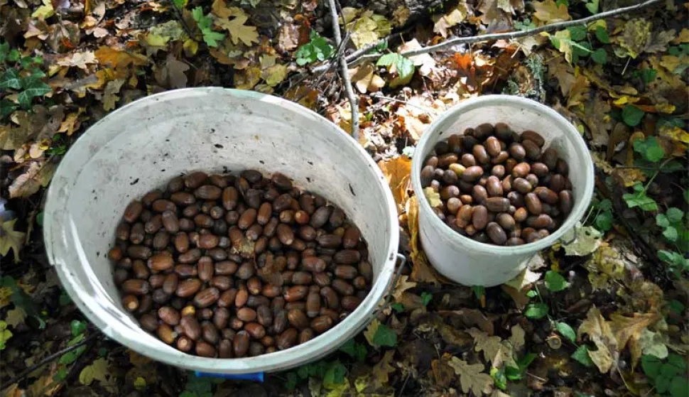 skupljanje žira, ilustracija: Hrvatske šume