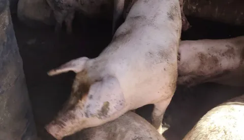 Svinje su u zatvorenomustupljeno