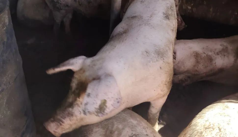 Svinje su u zatvorenomustupljeno