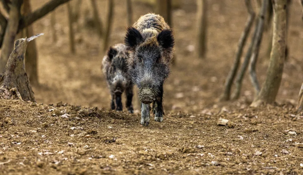 08.02.2022.., Buzet-Divlje svinje u potrazi za hranom u sumi. Photo: Srecko Niketic/PIXSELL