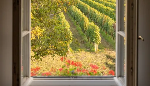 Vinarija K55 - Vinska šetnja muzejima