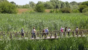 Kopački rit, 02. 07. 2025., Park prirode, Kopački rit, obilazak, kontinentalni turizam, turizam, turisti, turist, ljeto, vrućina, šetnja, prirodaSNIMIO BRUNO JOBST