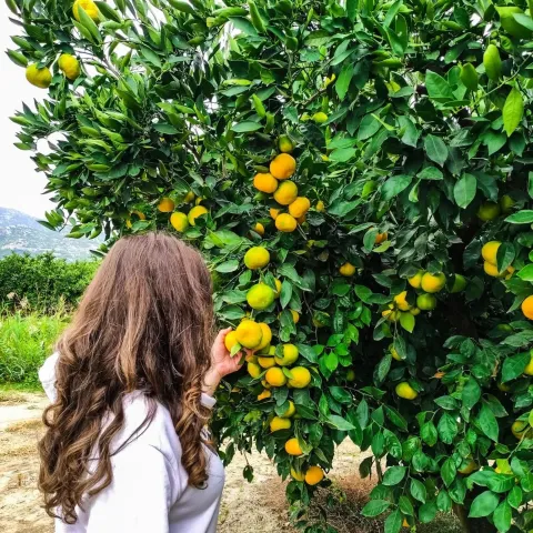 Očekuju 60.000 tona mandarina, ali samovolja trgovaca uništava zaradu