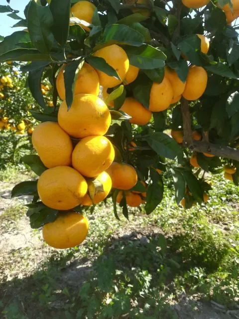 Očekuju 60.000 tona mandarina, ali samovolja trgovaca uništava zaradu