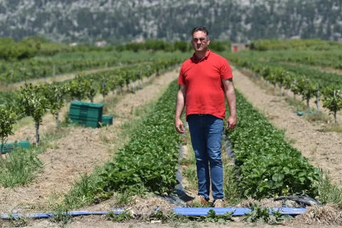 11.05..2022. OpuzenBranje neretvanskih jagoda u Opuzenu. Zeljko Bjelis. Photo: Matko Begovic/PIXSELL