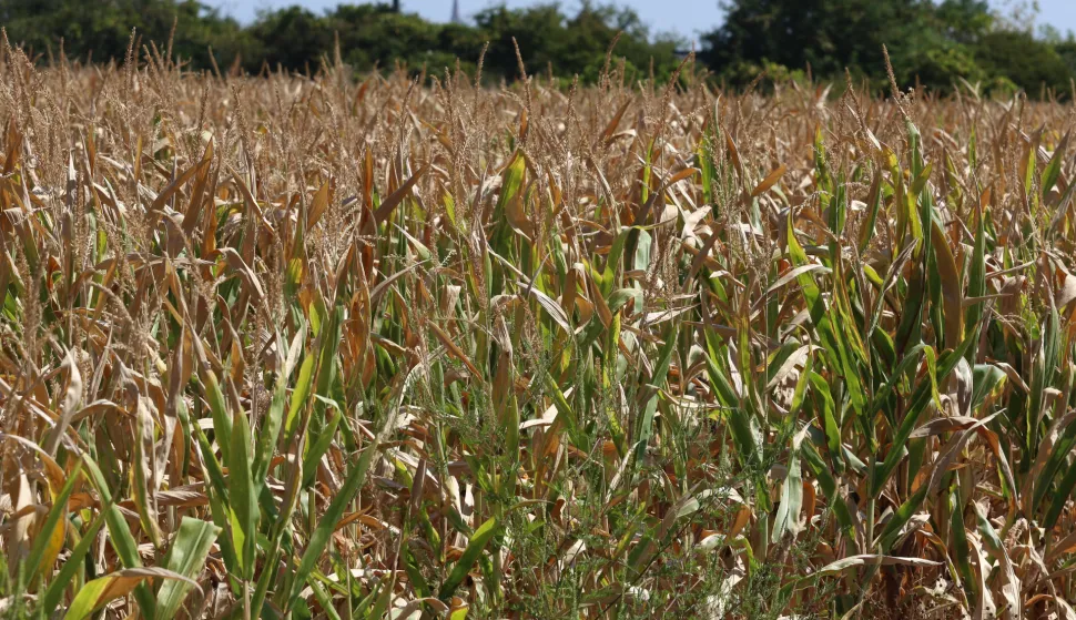 Osijek, 20. 08. 2025, Su&scaron;a, svi poljoprivredi usjevi stradali od su&scaron;e, kukuruz i suncokret najvi&scaron;e... Elementarna nepogoda, klimatske promjene, poljoprivreda.snimio GOJKO MITIĆ