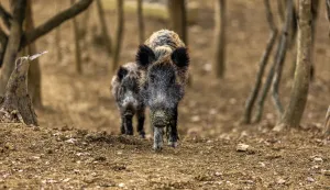 08.02.2022.., Buzet-Divlje svinje u potrazi za hranom u sumi. Photo: Srecko Niketic/PIXSELL