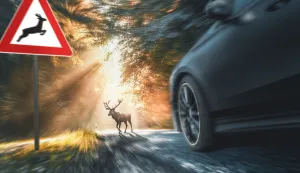 Virovitičko-podravska županija: Vozilima naletjeli na divlje svinje, srnu, košutu...